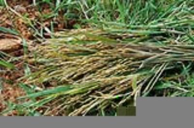 Về Đồng Tháp ăn gạo lúa ma trong mùa nước lớn